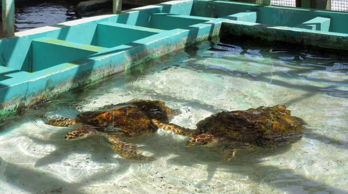 Visit the Sea Turtle Hatchery